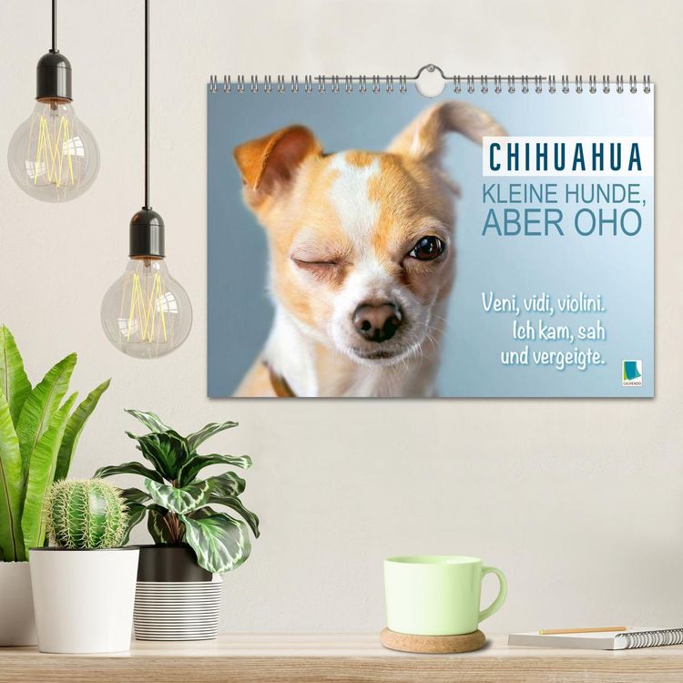 Produktbild: Chihuahua: Kleine Hunde, aber oho (Wandkalender 2026 DIN A4 quer), CALVENDO Monatskalender