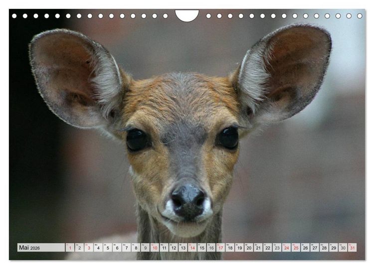 Produktbild: Wildtiere. Heimische Sch&ouml;nheiten (Wandkalender 2026 DIN A4 quer), CALVENDO Monatskalender