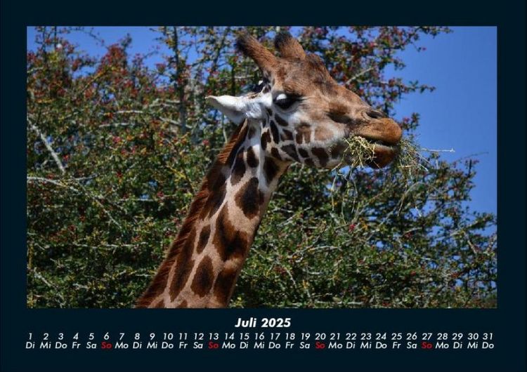 Produktbild: Giraffen 2025 Fotokalender DIN A4