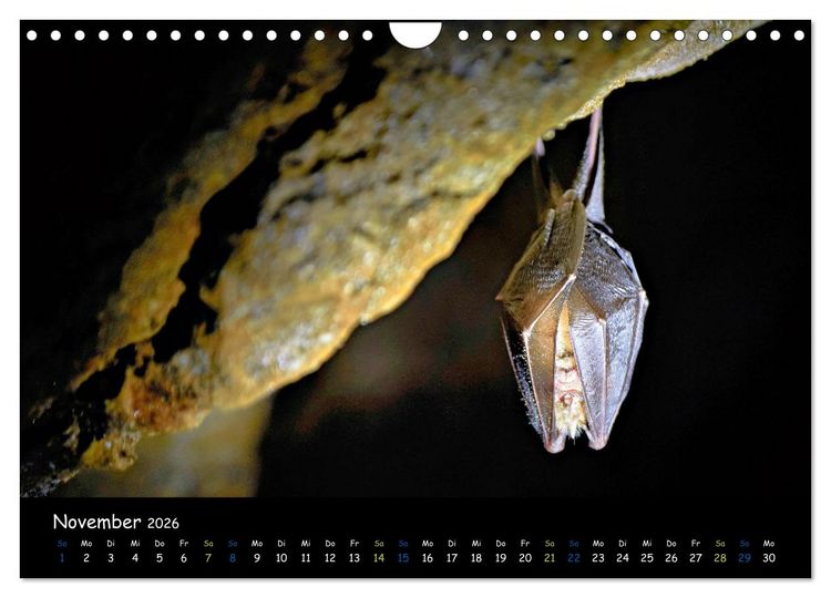Produktbild: Flederm&auml;use - kleine Vampire (Wandkalender 2026 DIN A4 quer), CALVENDO Monatskalender