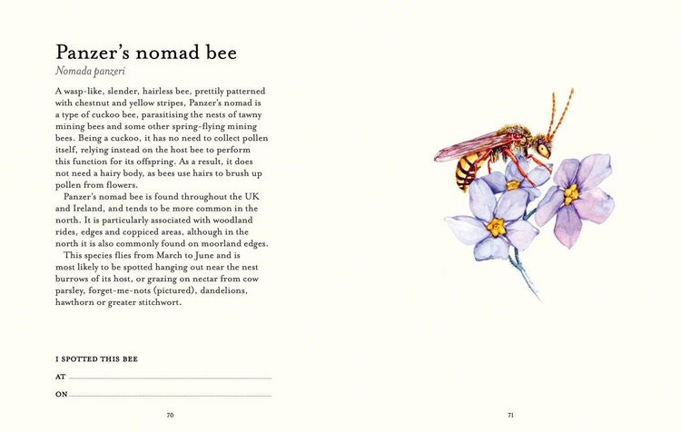 Produktbild: The Bee Spotter's Guide