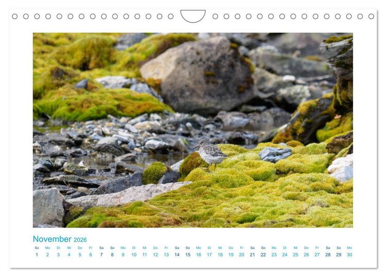 Produktbild: Spitzbergen - Landschaft - Eis - Tierwelt (Wandkalender 2026 DIN A4 quer), CALVENDO Monatskalender