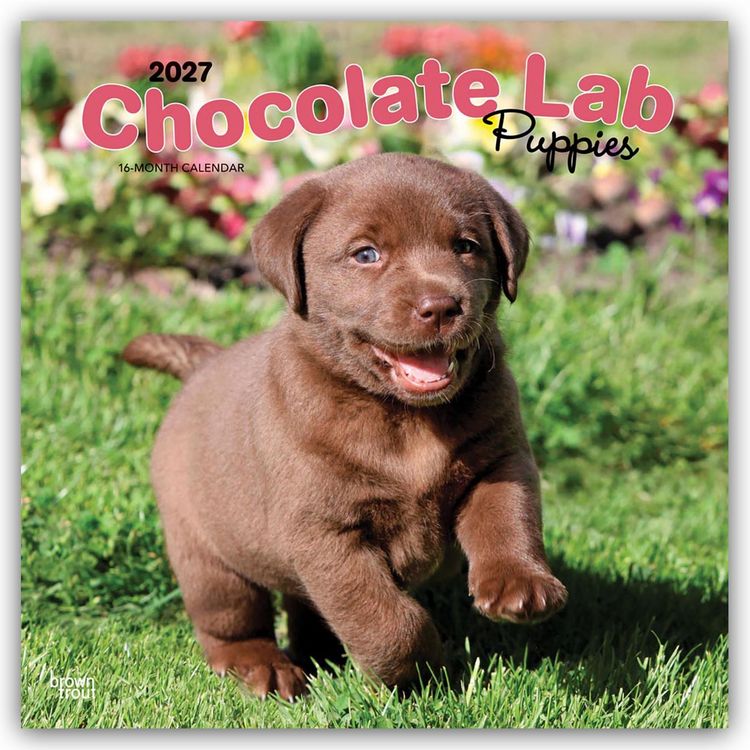Produktbild: Chocolate Labrador Retriever Puppies &ndash; Braune Labrador Retriever Welpen 2027 &ndash; 16-Monatskalender