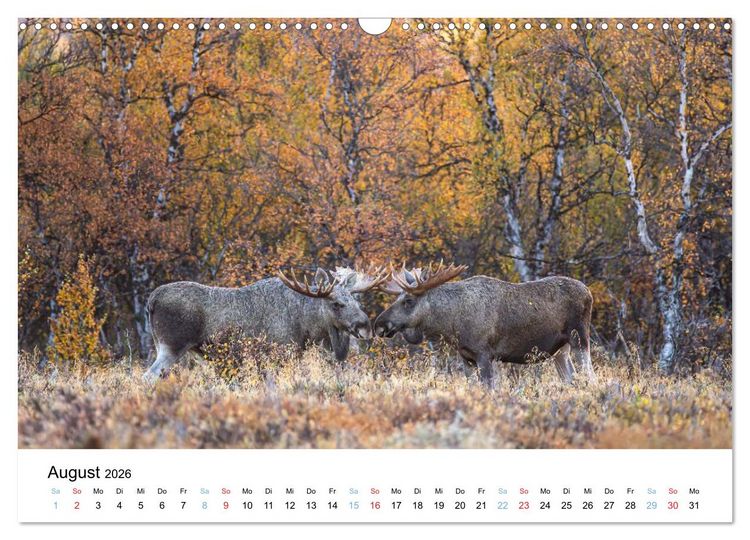 Produktbild: Tierwelt Skandinaviens (Wandkalender 2026 DIN A3 quer), CALVENDO Monatskalender