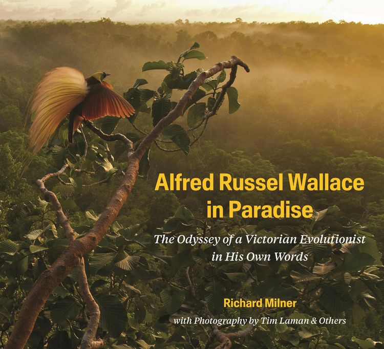Produktbild: Alfred Russel Wallace in Paradise