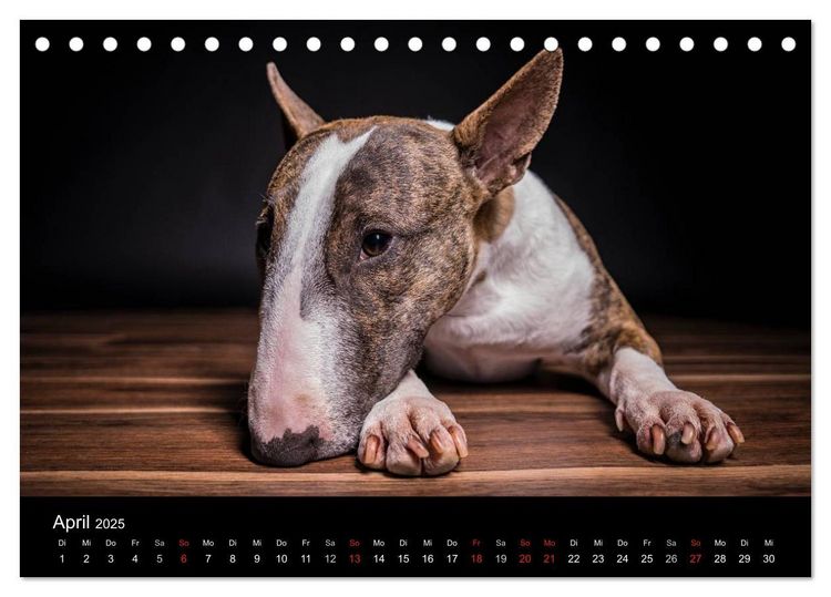 Produktbild: Bullterrier (Tischkalender 2025 DIN A5 quer), CALVENDO Monatskalender