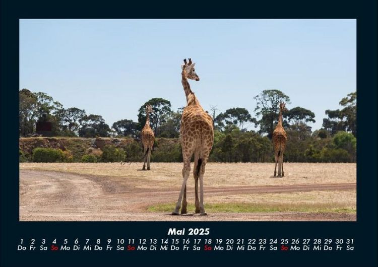 Produktbild: Giraffen 2025 Fotokalender DIN A4