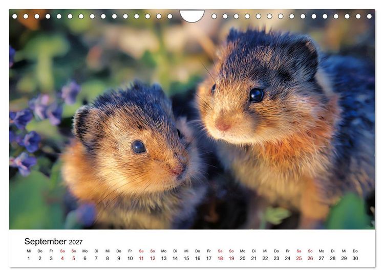Produktbild: Lemminge - Kleine Helden der Tundra (Wandkalender 2027 DIN A4 quer), CALVENDO Monatskalender