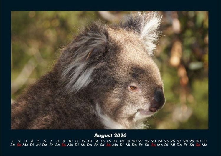 Produktbild: Koala 2026 Fotokalender DIN A4