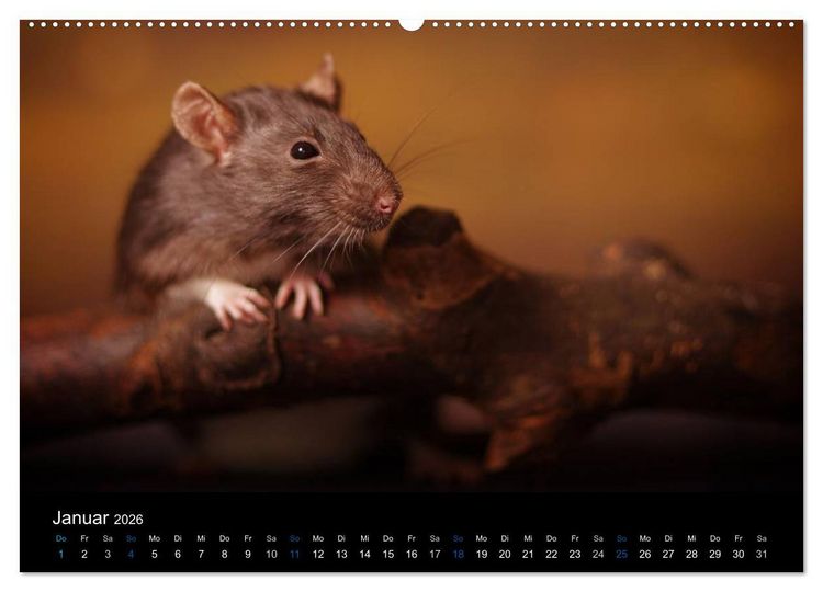 Produktbild: Ratten. Die gro&szlig;e Welt der kleinen Nager (hochwertiger Premium Wandkalender 2026 DIN A2 quer), Kunstdruck in Hochglanz