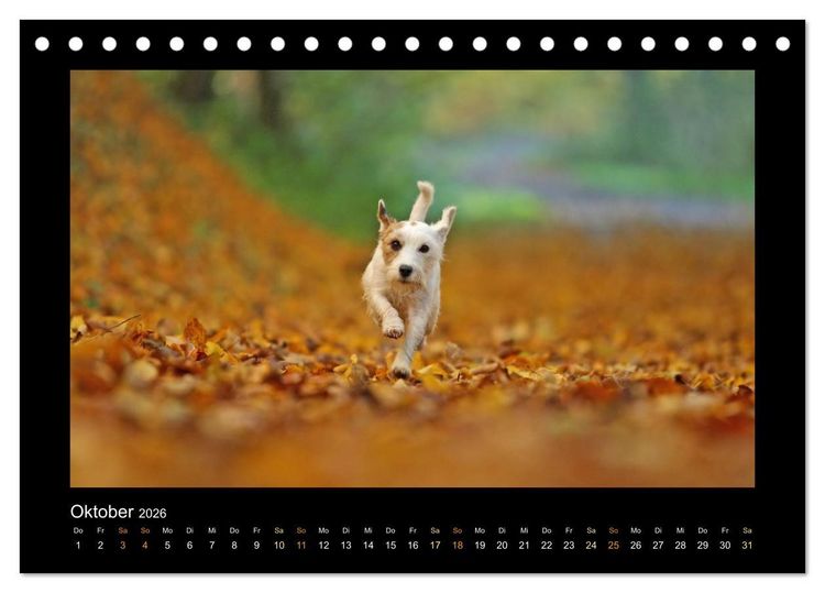Produktbild: Die Parsons (Tischkalender 2026 DIN A5 quer), CALVENDO Monatskalender