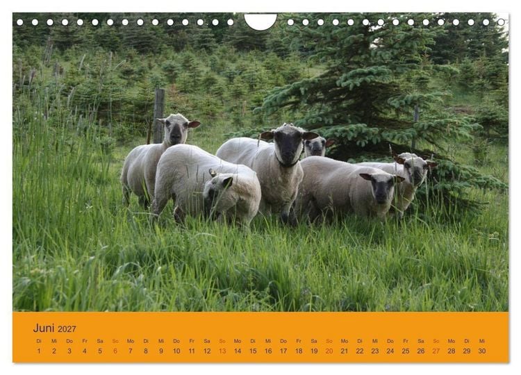 Produktbild: Shropshire Schafe (Wandkalender 2027 DIN A4 quer), CALVENDO Monatskalender