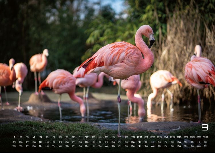 Produktbild: Afrikas Tierwelt - Der Tierkalender - 2027 - Kalender DIN A3