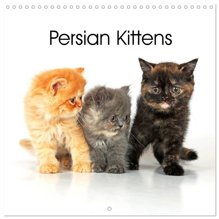 Produktbild: Persian Kittens (Wall Calendar 2026 12 &times; 12 Inch) CALVENDO 12 Month Wall Calendar