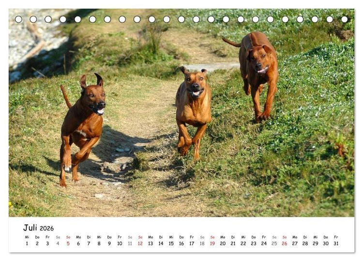 Produktbild: Rhodesian Ridgebacks in Aktion (Tischkalender 2026 DIN A5 quer), CALVENDO Monatskalender