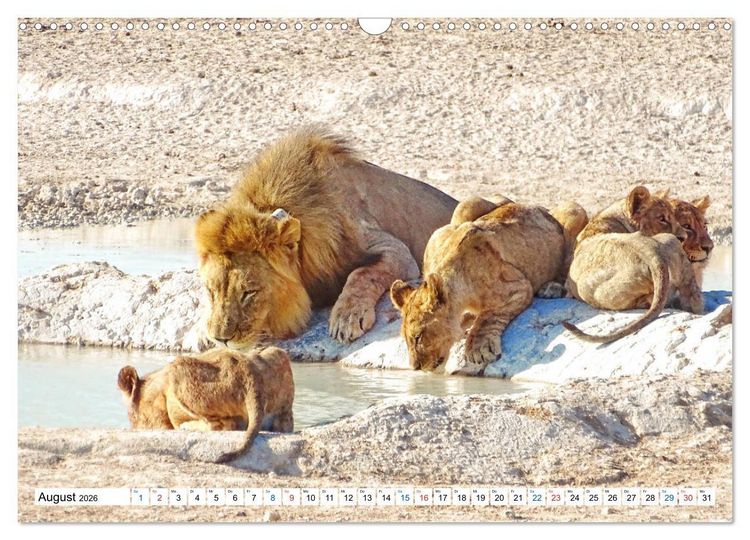 Produktbild: Namibia, Faszination W&uuml;ste und Tierwelt (Wandkalender 2026 DIN A3 quer), CALVENDO Monatskalender