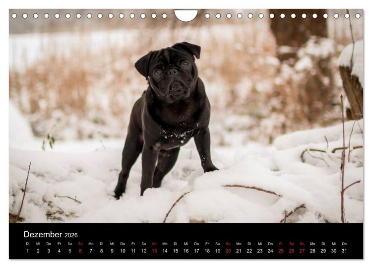 Produktbild: Berliner M&ouml;pse (Wandkalender 2026 DIN A4 quer), CALVENDO Monatskalender