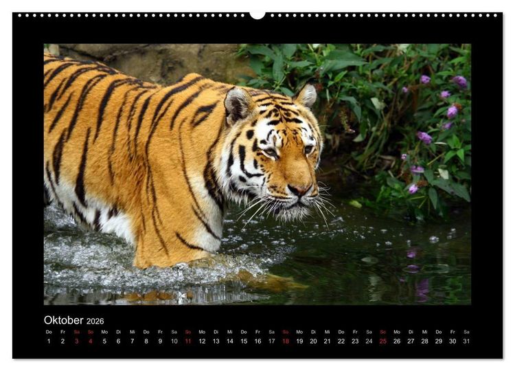 Produktbild: Welt der Katzen - Tiger (hochwertiger Premium Wandkalender 2026 DIN A2 quer), Kunstdruck in Hochglanz