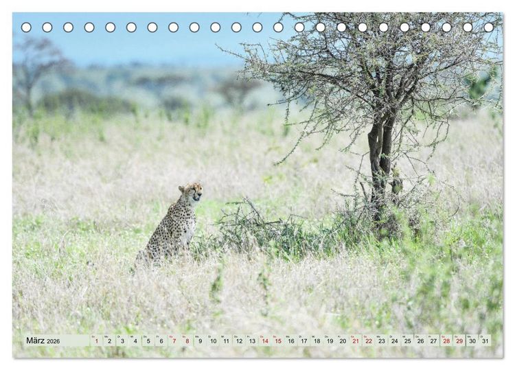 Produktbild: Geparden - schnelle J&auml;ger (Tischkalender 2026 DIN A5 quer), CALVENDO Monatskalender