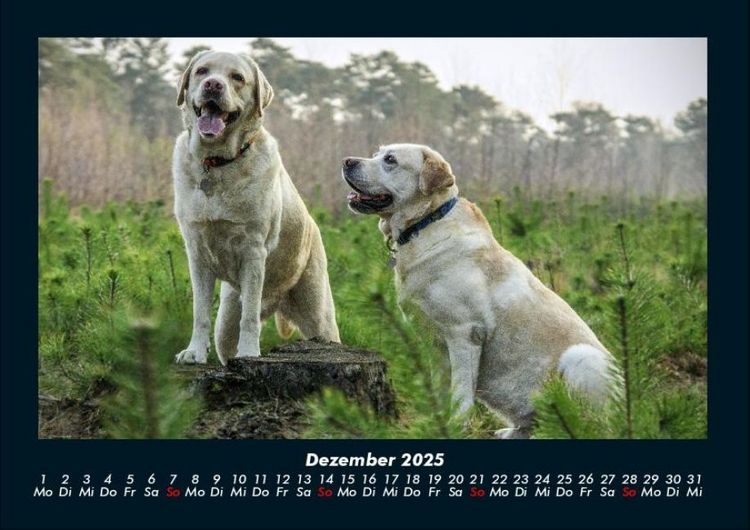 Produktbild: Der Hundekalender 2025 Fotokalender DIN A4