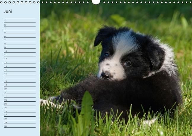 Produktbild: Der Border Collie Geburtstagskalender (Wandkalender immerw&auml;hrend DIN A3 quer)