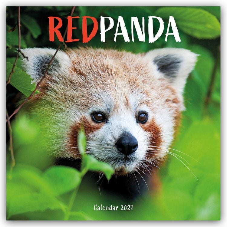 Produktbild: Red Panda &ndash; Rote Pandas &ndash; Rote Pandab&auml;ren 2027 &ndash; Wand-Kalender