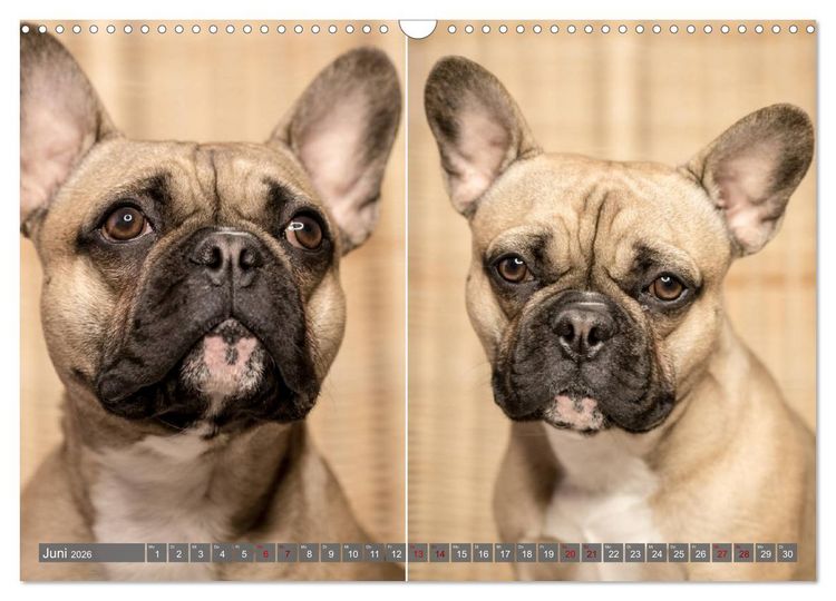 Produktbild: French Bully&acute;s - Gro&szlig;e Sch&auml;tze auf kleinen Pfoten (Wandkalender 2026 DIN A3 quer), CALVENDO Monatskalender