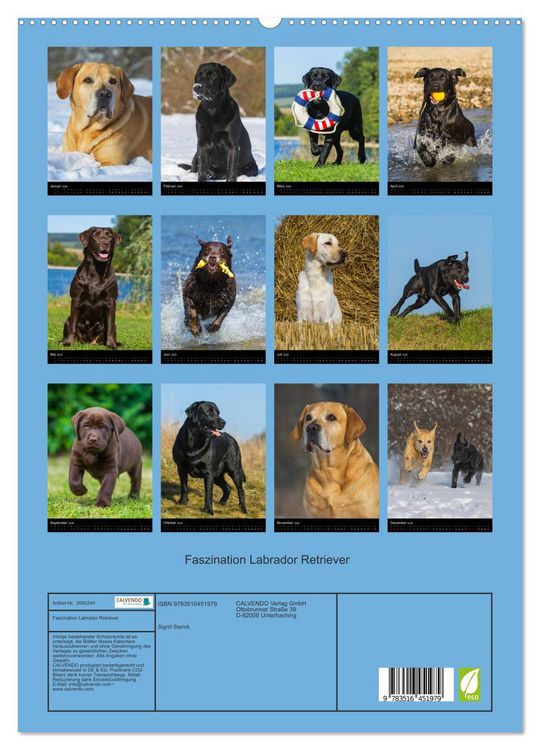 Produktbild: Faszination Labrador Retriever (hochwertiger Premium Wandkalender 2026 DIN A2 hoch), Kunstdruck in Hochglanz