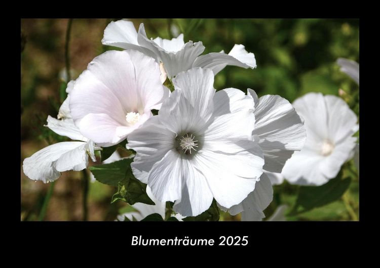Produktbild: Blumentr&auml;ume 2025 Fotokalender DIN A3