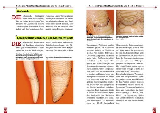 Produktbild: Die Ostafrikanische Sandboa