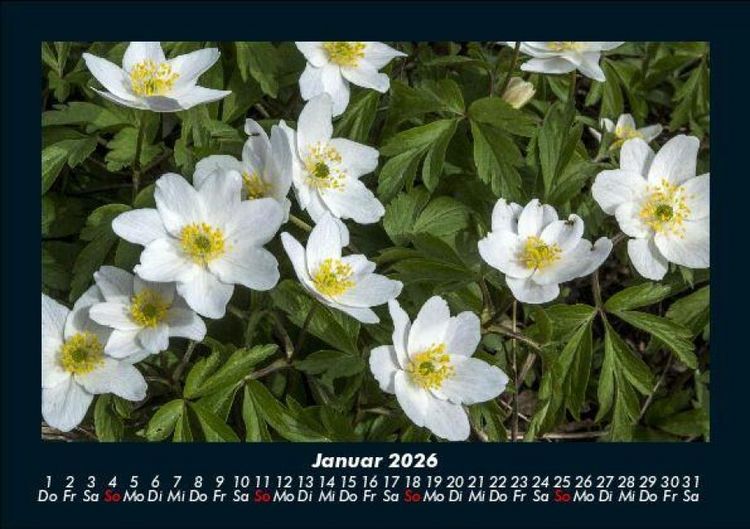 Produktbild: Blumenzauber 2026 Fotokalender DIN A5