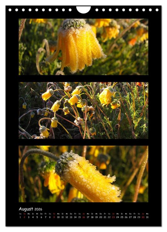 Produktbild: ZAUBERWELT DER BLUMEN - EISKRISTALLE & WASSERPERLEN (Wandkalender 2026 DIN A4 hoch), CALVENDO Monatskalender