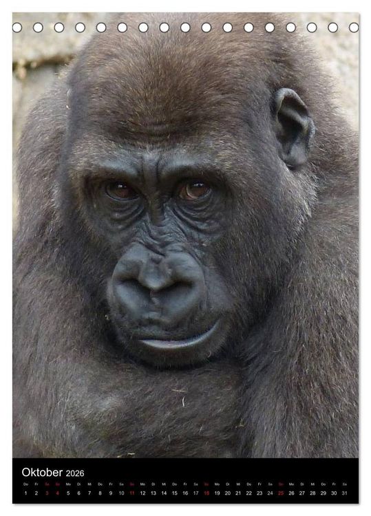 Produktbild: Gorillas (Tischkalender 2026 DIN A5 hoch), CALVENDO Monatskalender