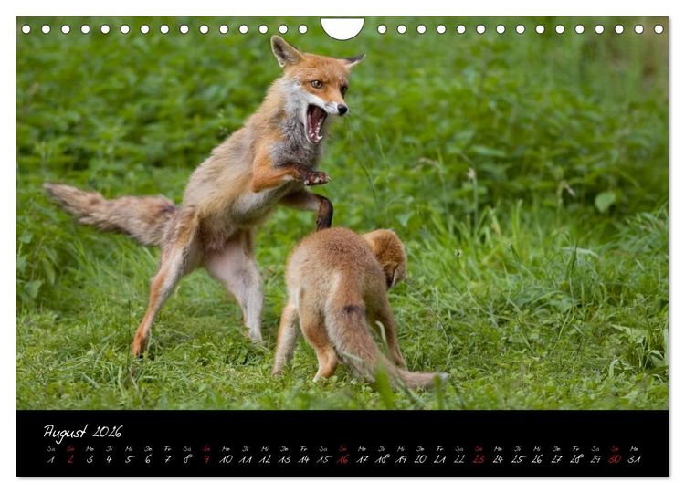 Produktbild: Rotfuchs - Impressionen (Wandkalender 2026 DIN A4 quer), CALVENDO Monatskalender