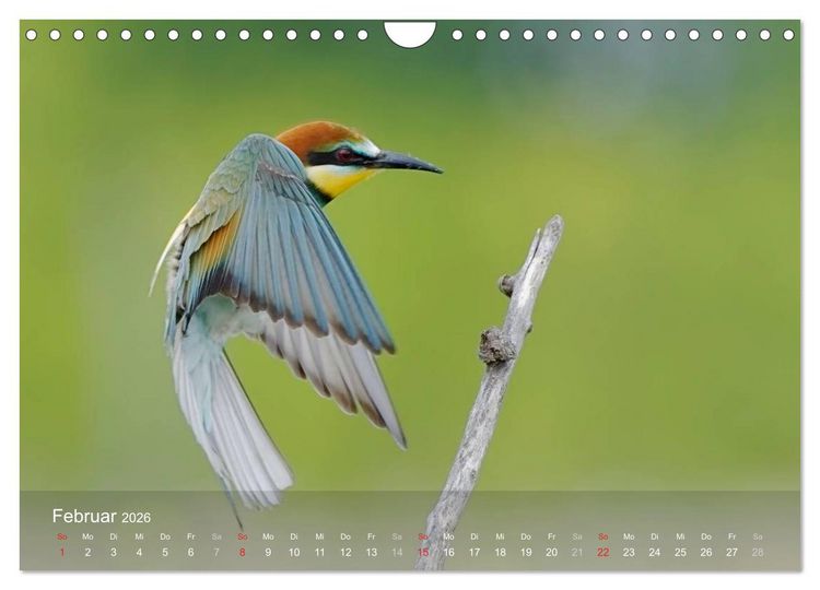 Produktbild: Europ&auml;ische Bienenfresser (Wandkalender 2026 DIN A4 quer), CALVENDO Monatskalender