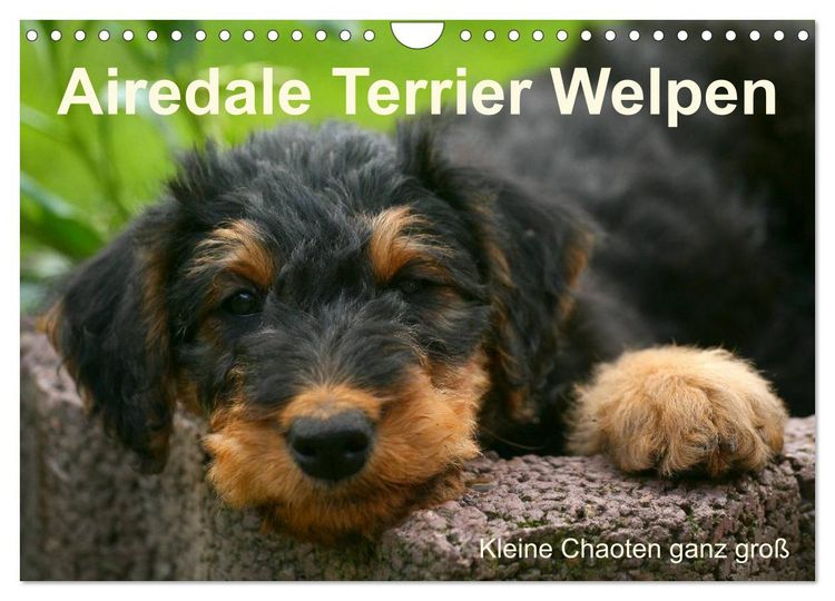 Produktbild: Airedale Terrier Welpen (Wandkalender 2026 DIN A4 quer), CALVENDO Monatskalender