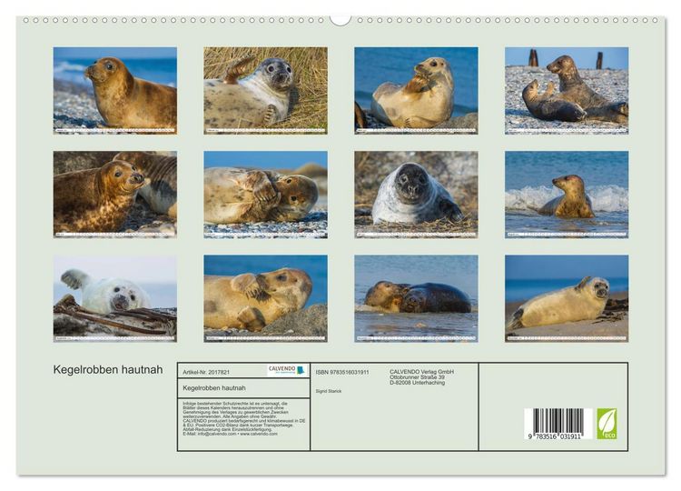 Produktbild: Kegelrobben hautnah (hochwertiger Premium Wandkalender 2026 DIN A2 quer), Kunstdruck in Hochglanz
