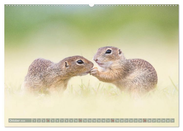 Produktbild: Liebenswerte Ziesel - vom Aussterben bedrohte Nagetiere (Wandkalender 2026 DIN A2 quer), CALVENDO Monatskalender