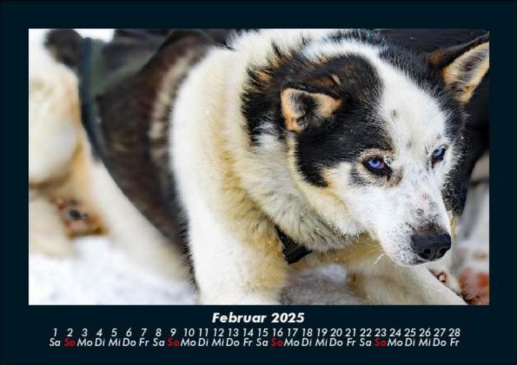 Produktbild: Hunde 2025 Fotokalender DIN A5