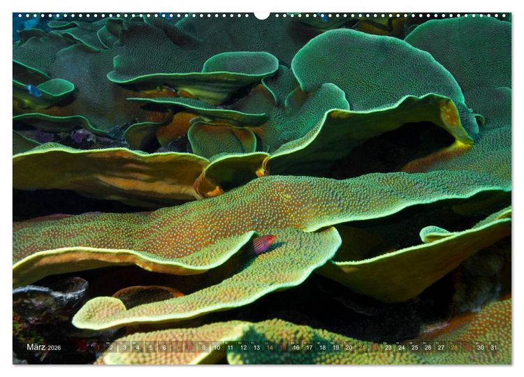 Produktbild: Mikronesien: Yap und Palau (hochwertiger Premium Wandkalender 2026 DIN A2 quer), Kunstdruck in Hochglanz