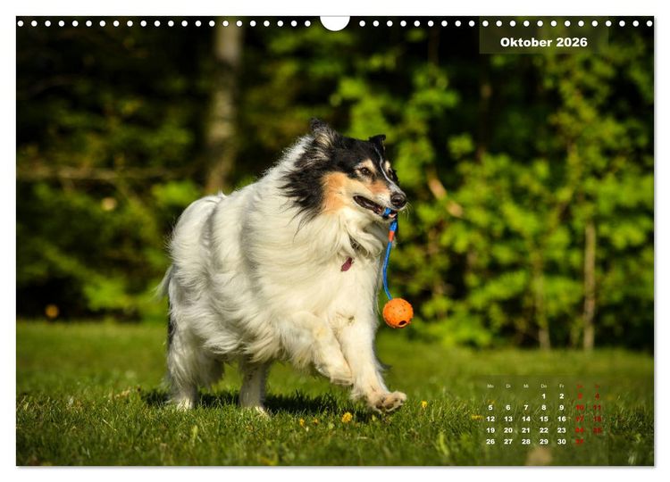Produktbild: Collies? Was sonst! (Wandkalender 2026 DIN A3 quer), CALVENDO Monatskalender