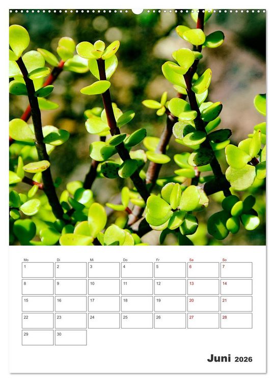 Produktbild: Dornige Sch&ouml;nheiten - Kakteen und Sukkulenten (hochwertiger Premium Wandkalender 2026 DIN A2 hoch), Kunstdruck in Hochglanz