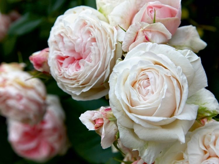 Produktbild: CALVENDO Puzzle Rosen im Garten | 1000 Teile Lege-Gr&ouml;&szlig;e 64x48cm Foto-Puzzle f&uuml;r gl&uuml;ckliche Stunden