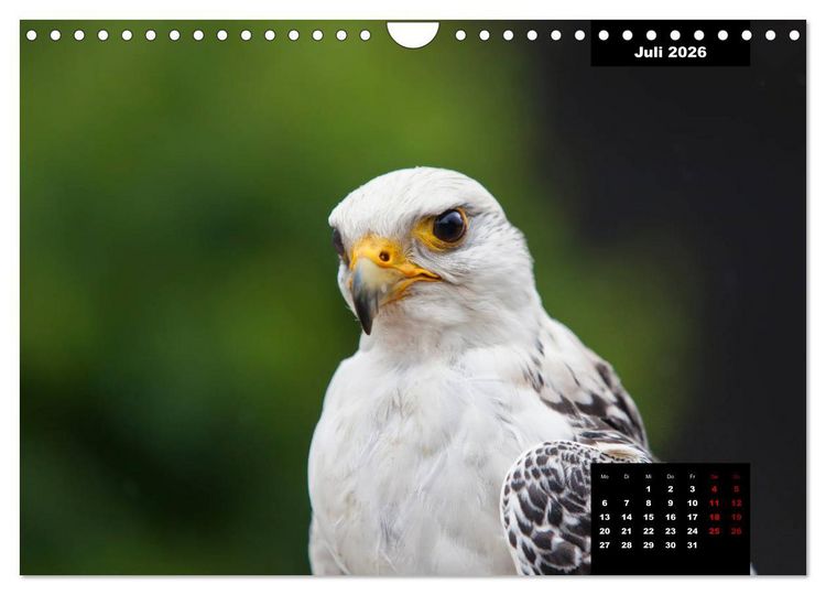 Produktbild: Greifv&ouml;gel - Herrscher der L&uuml;fte (Wandkalender 2026 DIN A4 quer), CALVENDO Monatskalender