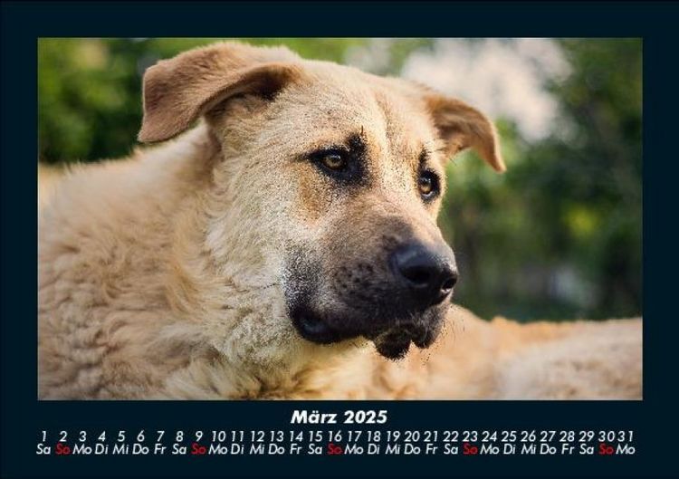 Produktbild: Der Hundekalender 2025 Fotokalender DIN A5