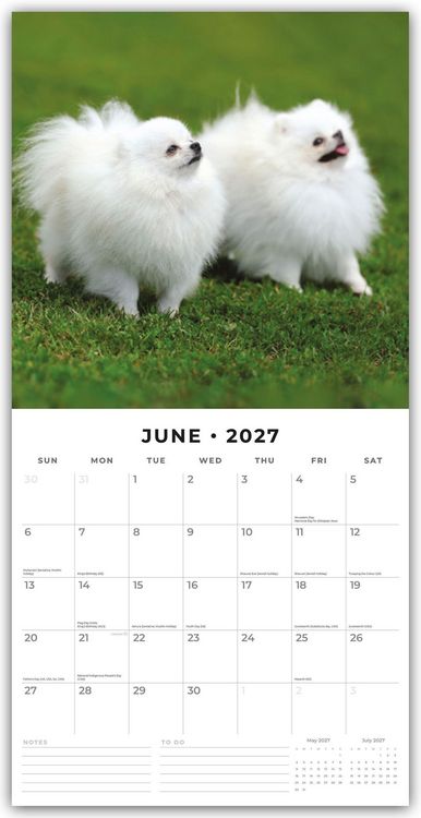 Produktbild: Pomeranians &ndash; Zwergspitz &ndash; Pomeranian Zwergspitz 2027 &ndash; 16-Monatskalender
