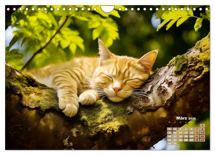 Produktbild: Lieblingsschlafpl&auml;tze (Wandkalender 2026 DIN A4 quer), CALVENDO Monatskalender