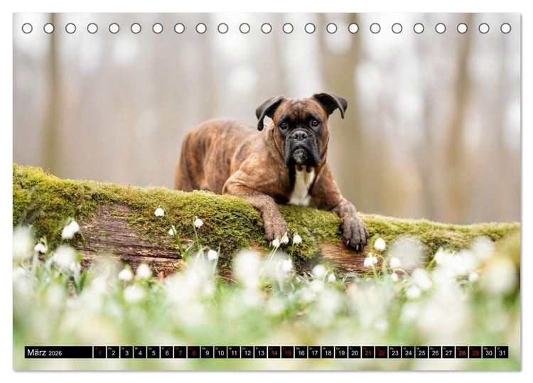 Produktbild: K&auml;the - ein Boxer mit Charme (Tischkalender 2026 DIN A5 quer), CALVENDO Monatskalender