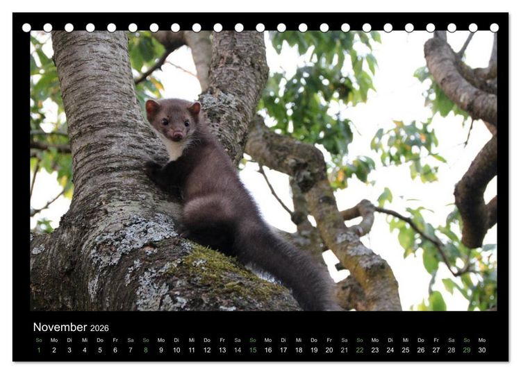 Produktbild: Marderkinder (Tischkalender 2026 DIN A5 quer), CALVENDO Monatskalender