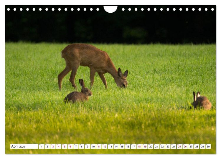Produktbild: Anmut mit sanften Augen - Rehwild in der freien Natur (Wandkalender 2026 DIN A4 quer), CALVENDO Monatskalender